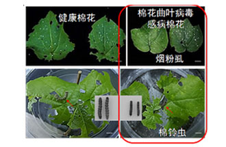 近日，微生物研究所發(fā)現(xiàn)雙生病毒調(diào)控植物免疫平衡實現(xiàn)全新生態(tài)功能